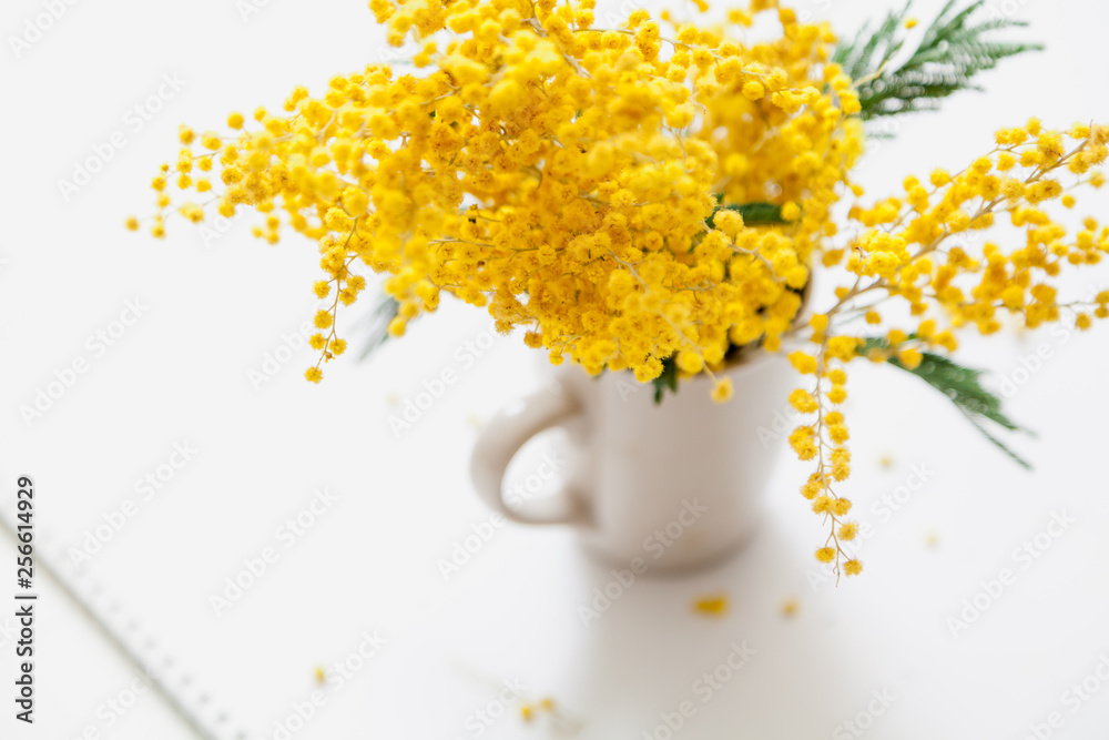 Yellow mimosa branch in cup on white background