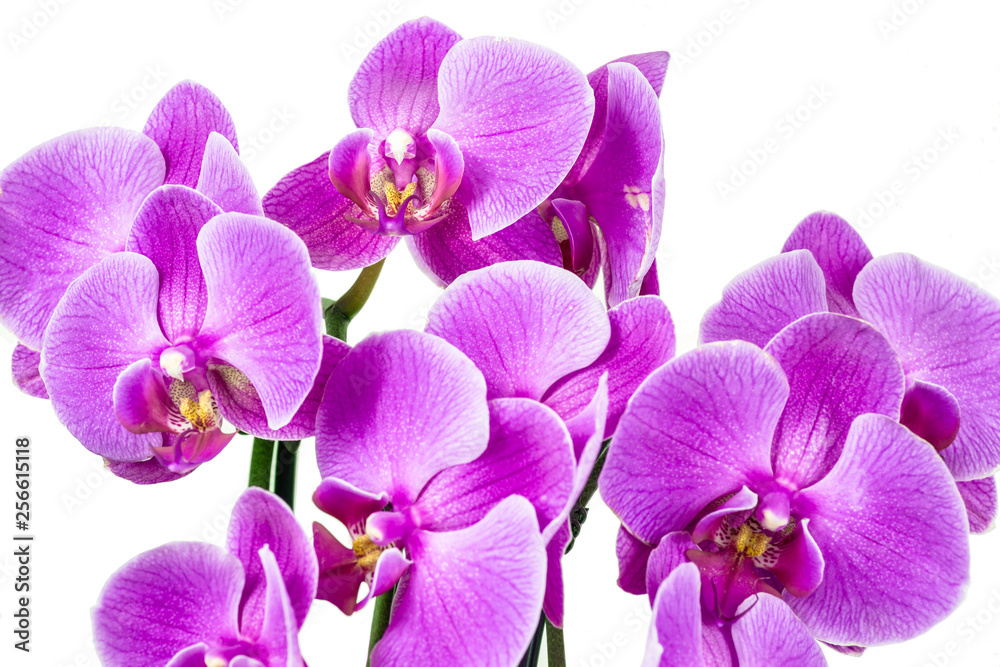 Fototapeta premium Violet orchid flower