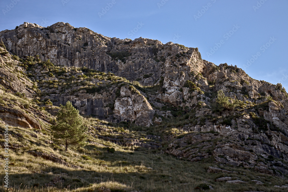 Lone tree on side of a hill with rocks and grass, blue skies, betlem, mallorca, spain.
