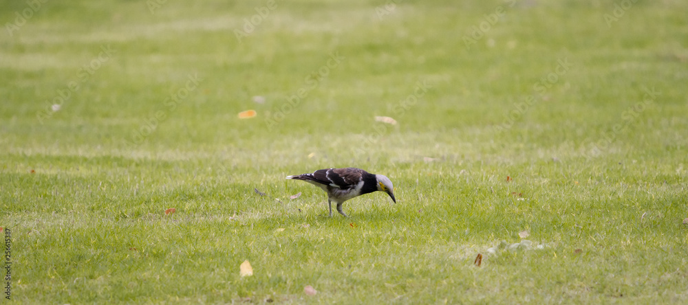 Black-collared Starling (Gracupica nigricollis) walking on green grass. Black-collared Starling (Gracupica nigricollis) walking on green grass.