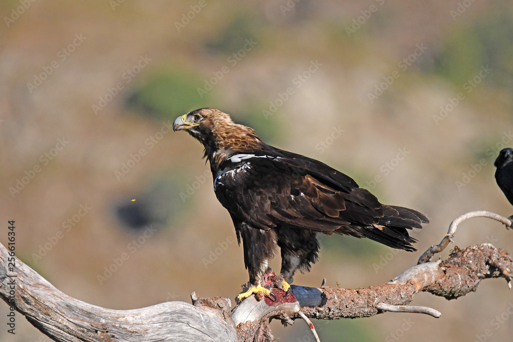 Fototapeta premium Aguila imperial en los campos de España.Avila