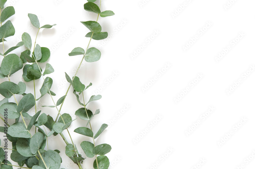 Eucalyptus leaves on white background. Flat lay, top view, copy space