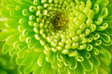 Close photograph of a flower. Macro photography. Art stylization