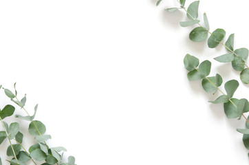 Eucalyptus leaves on white background. Flat lay, top view, copy space