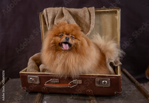 Funny red-haired Spitz is going on a trip