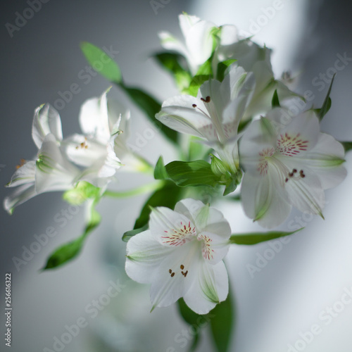 Fototapeta Naklejka Na Ścianę i Meble -  White alstroemeria flowers with green leaves on gray background with sun light and shadow close up, delicate lily flower bunch in sunlight, tender lilies floral arrangement, beautiful romantic design