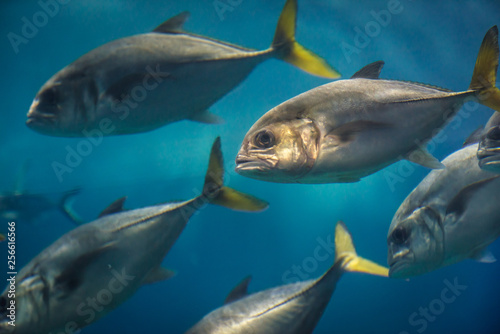 Oceanarium in Lisbon