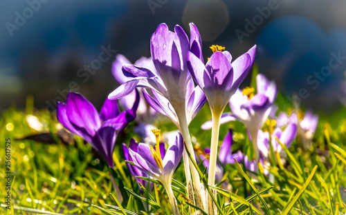 Spring, plant, flowers, crocus - On a meadow crocuses bloom a spring flower, belonging to the plant genus of the iris family, on a day in March.