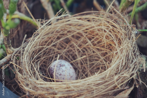 bird s nest with egg in the garden