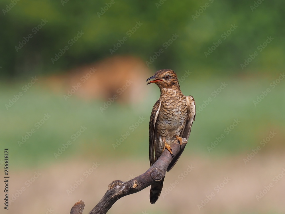 Fototapeta premium The bird on the branch.