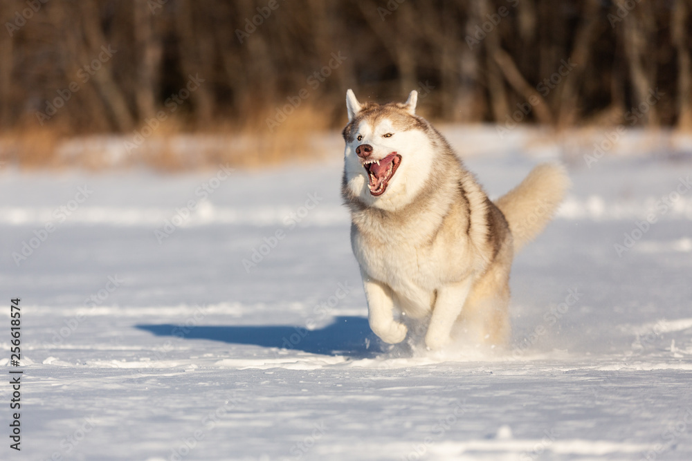 Crazy, happy and funny dog breed siberian husky with tonque out jumping and running on the snow in the winter field.
