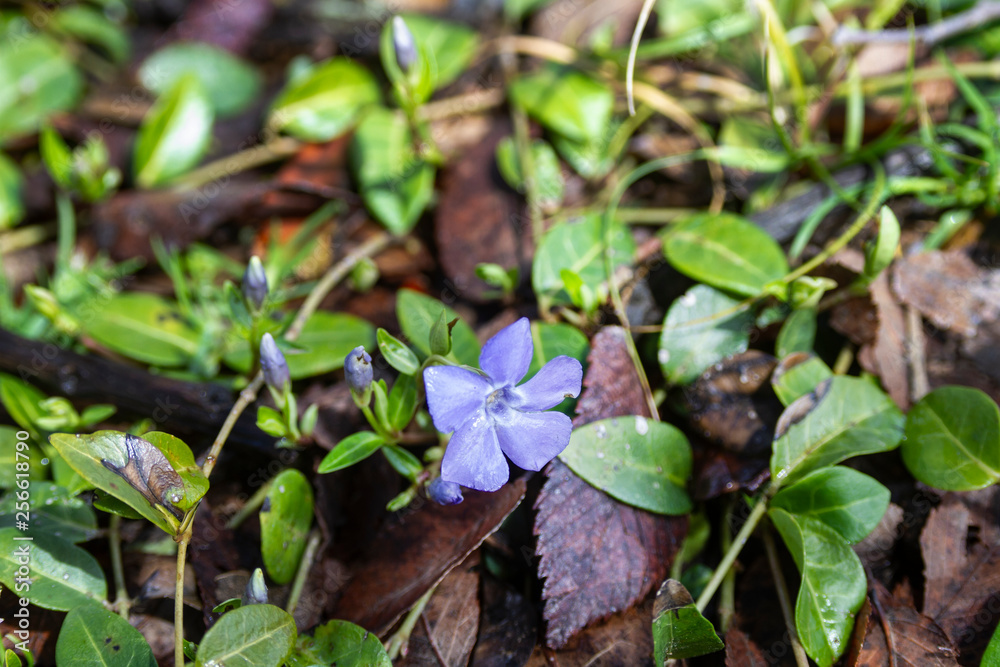 Periwinkle or Vinca Vine in spring Periwinkle or Vinca Vine in spring