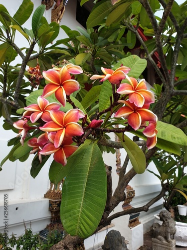 red orange white flower in temple in bangkok thailand magnolia