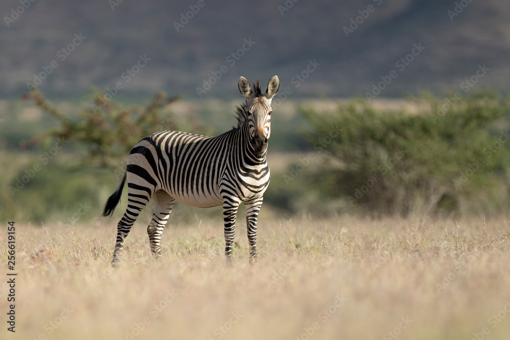 Fototapeta premium Zebra in Palmwag concession