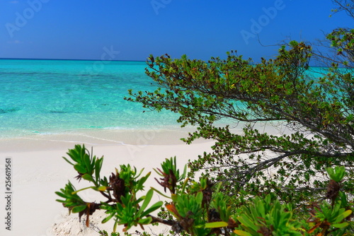 tropical beach with palm trees