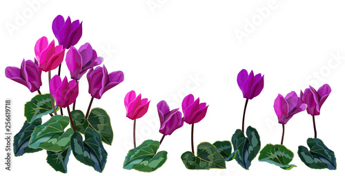Cyclamen flower vector illustration