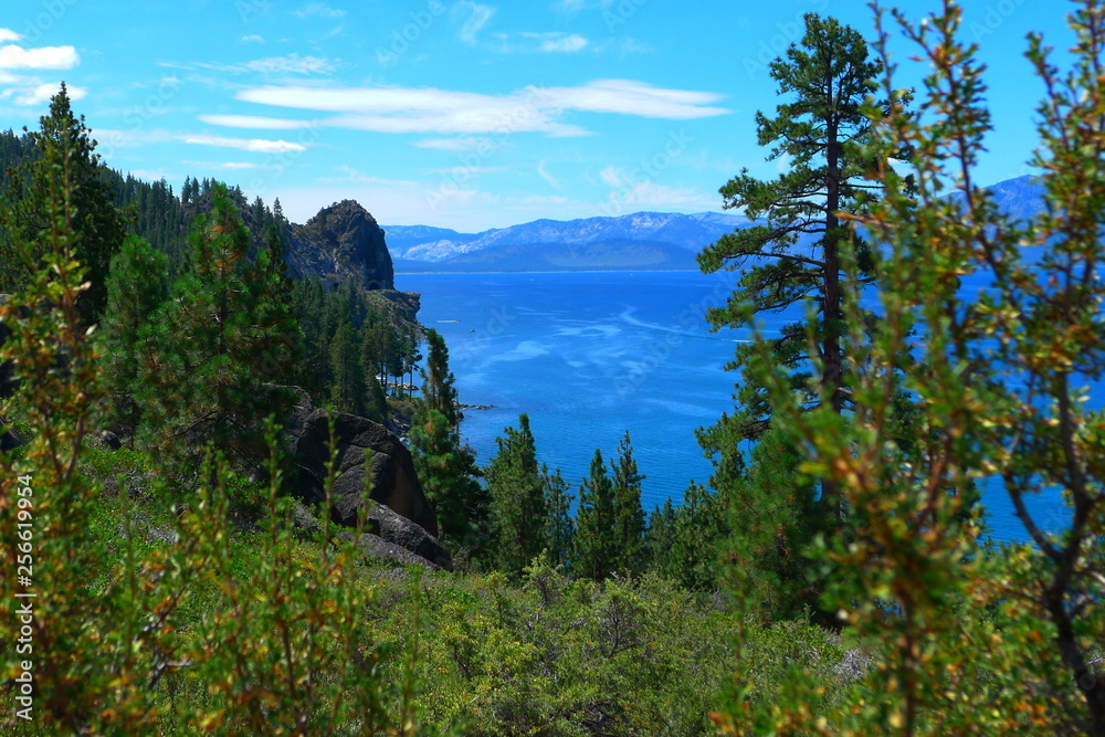 Obraz premium trees in the mountains