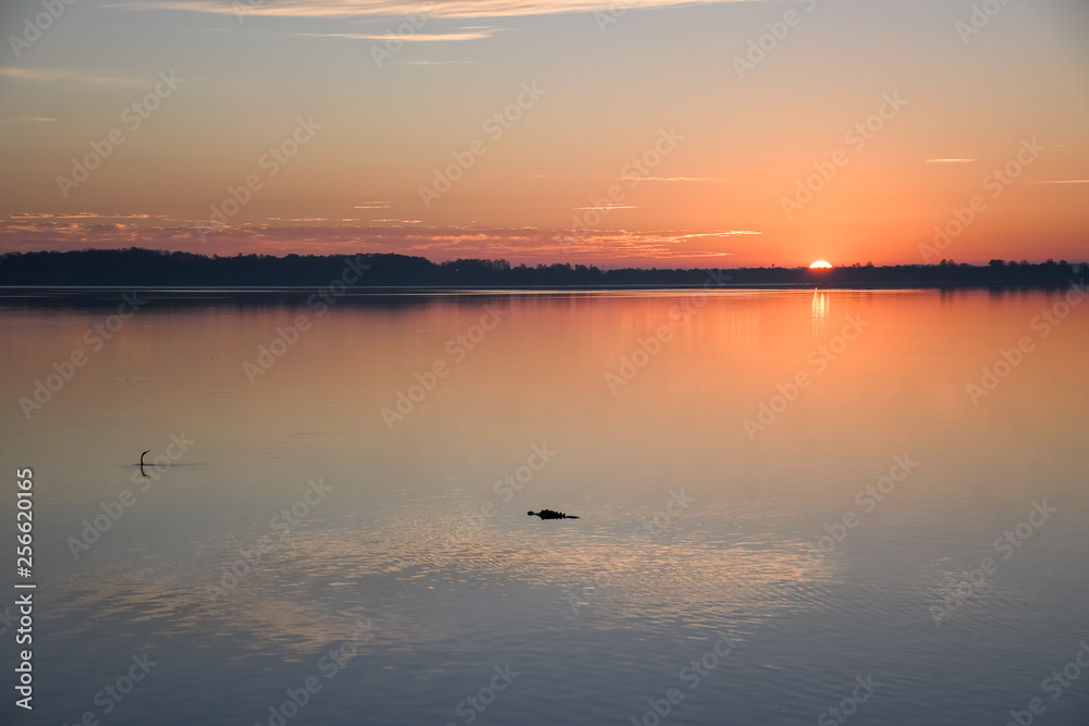 Sunrise on a lake in Florida with a silhouette of an alligator 