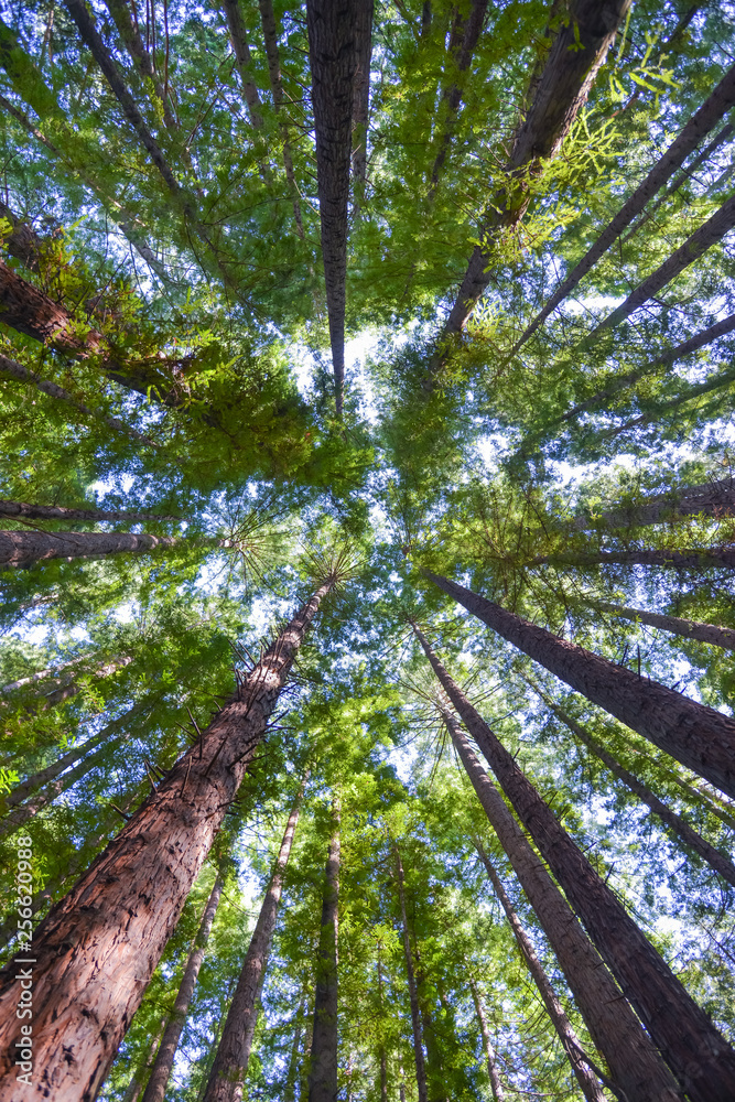 Fototapeta premium Tree tops