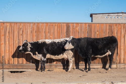 Two cows standing by the wooden fence