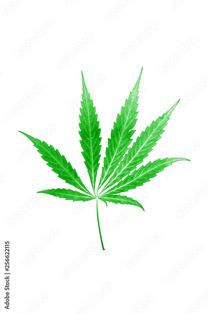 cannabis leaf on white background cannabis leaf on white background