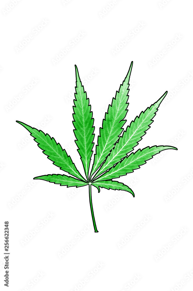 cannabis leaf on white background