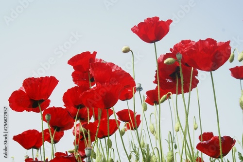 Poppies Flower Wallper oltu/arzurum/turkey