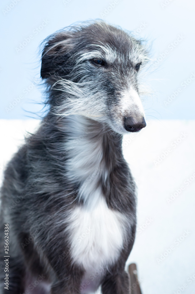 Canine hairdresser dries the wet hair of a greyhound with a powerful dryer