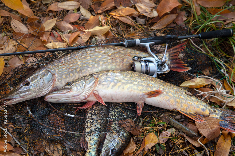 Freshwater pike fish. Two Freshwater pikes fish lies on landing net with fishery catch in it and fishing rod with reel.. Freshwater pike fish. Two Freshwater pikes fish lies on landing net with fishery catch in it and fishing rod with reel..