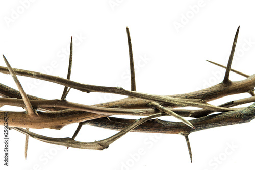 Close up photograph of branches with thorns isolated on white background photo