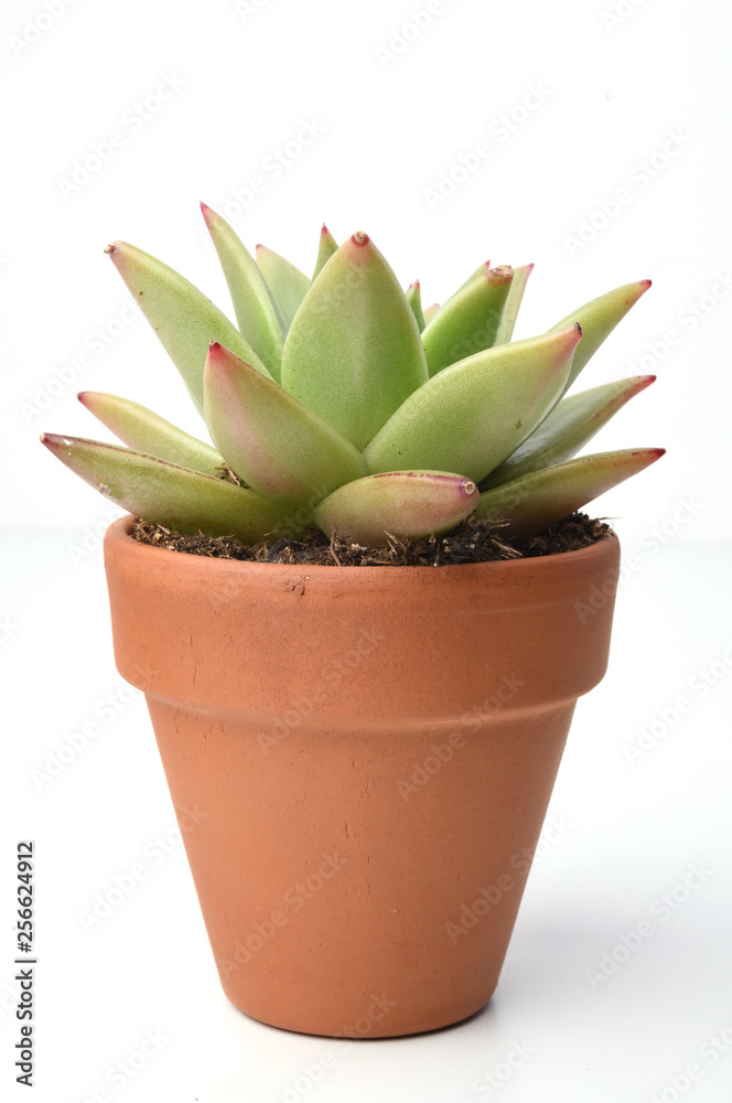 Potted cactus isolated on white background Potted cactus isolated on white background