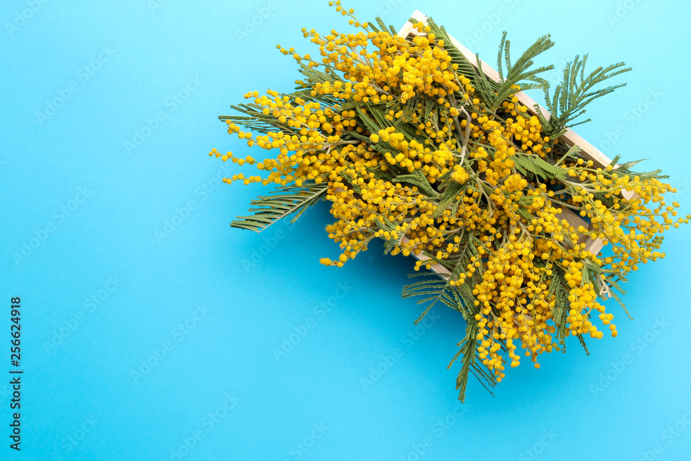 Obraz premium Beautiful flowers of yellow mimosa in a wooden box on a blue trendy paper background. free place. top view