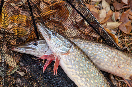 Freshwater pike fish. Two freshwater pikes fish and black landing net as background..