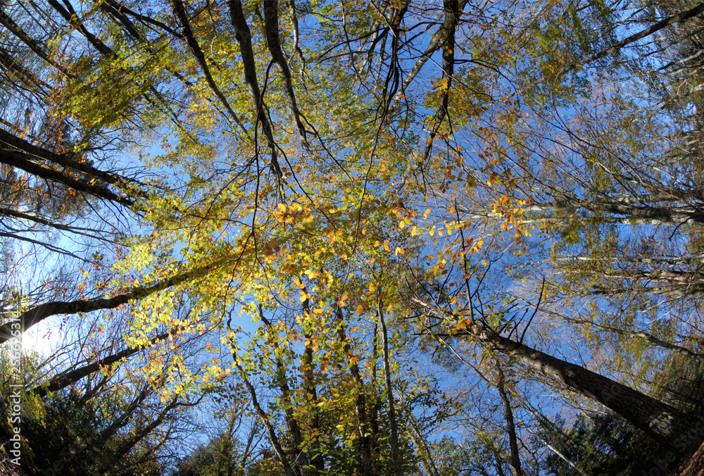 Autumn sky,Colorful canopy fall trees on blue sky background Autumn sky,Colorful canopy fall trees on blue sky background