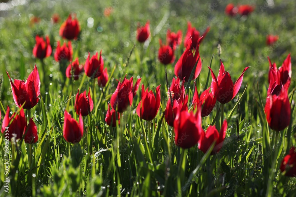 Poppies Flower Wallper oltu/arzurum/turkey