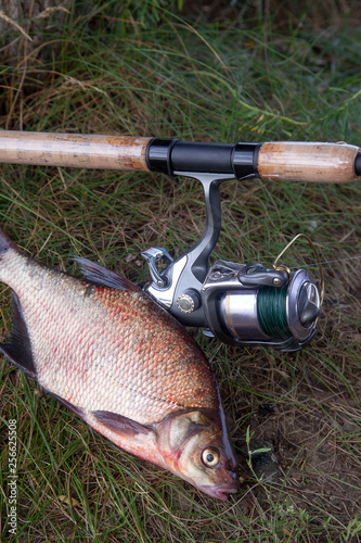 Big freshwater common bream and fishing rod with reel on natural background.