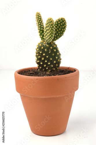 Potted cactus isolated on white background
