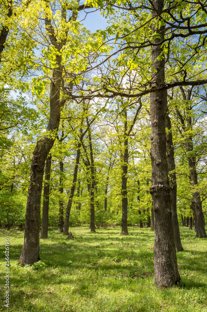 Sunny Trees Forest Glade Daylight