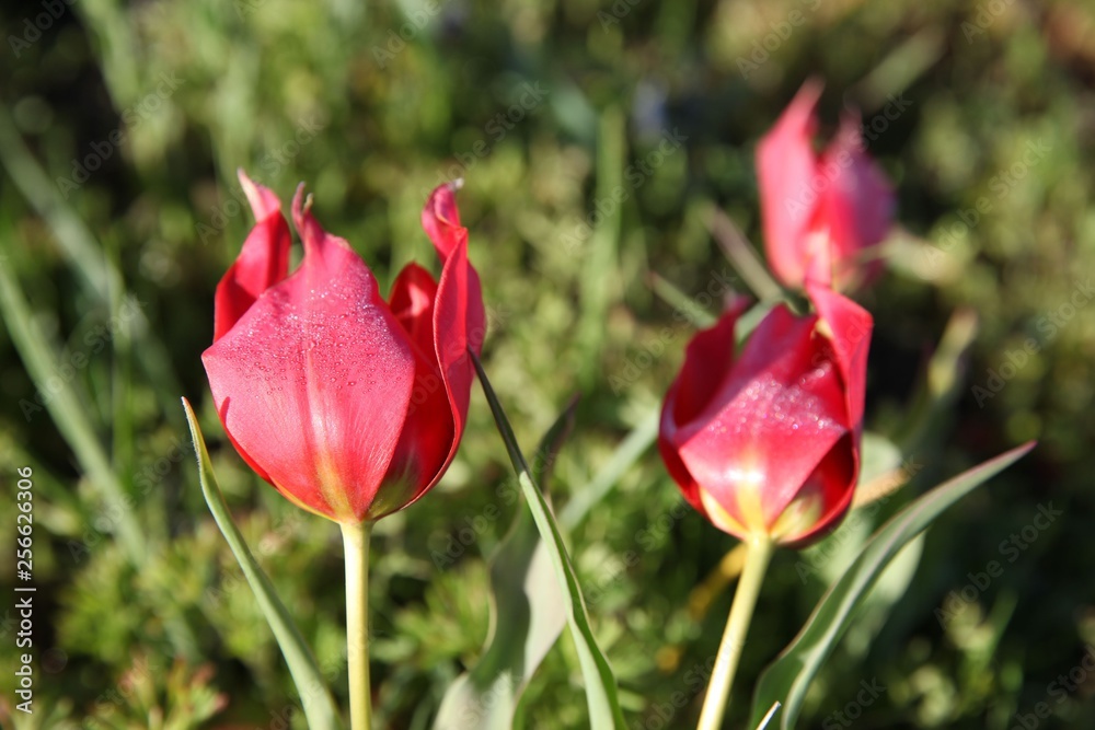 Fototapeta premium Poppies Flower Wallper oltu/arzurum/turkey