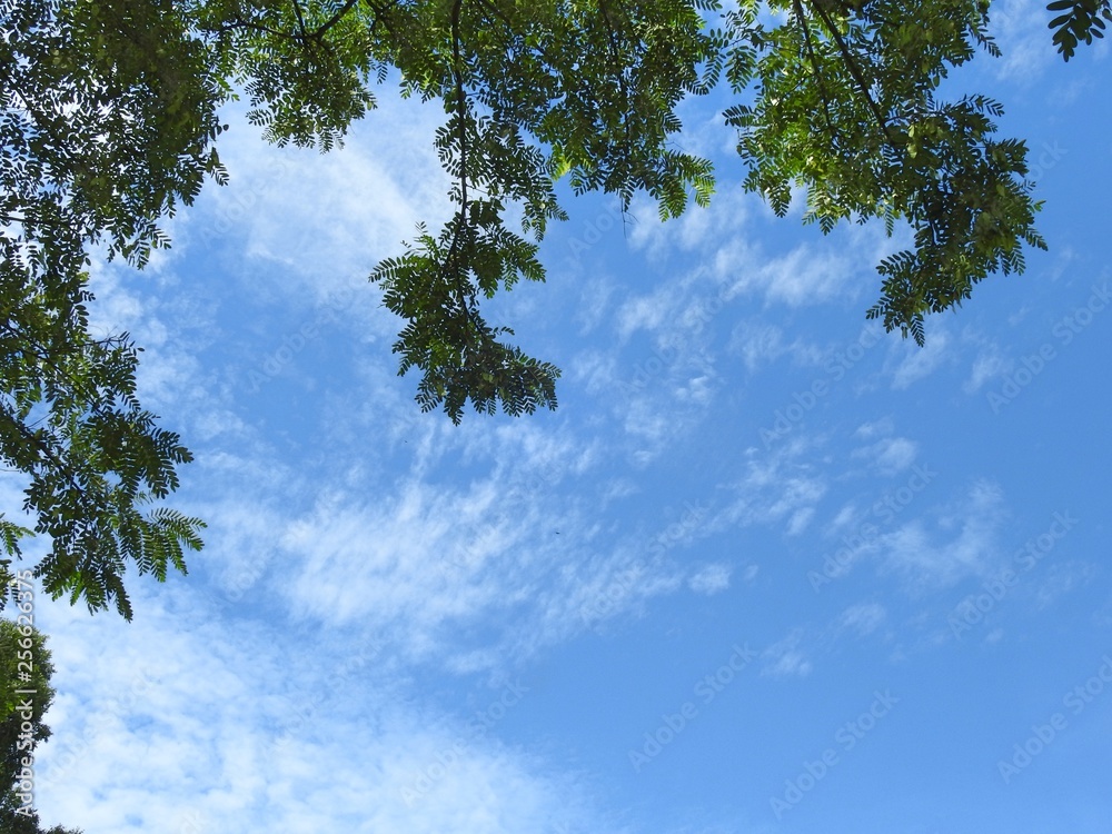 Obraz premium The foliage of a tree forms a frame in the blue sky with some clouds on a sunny summer day