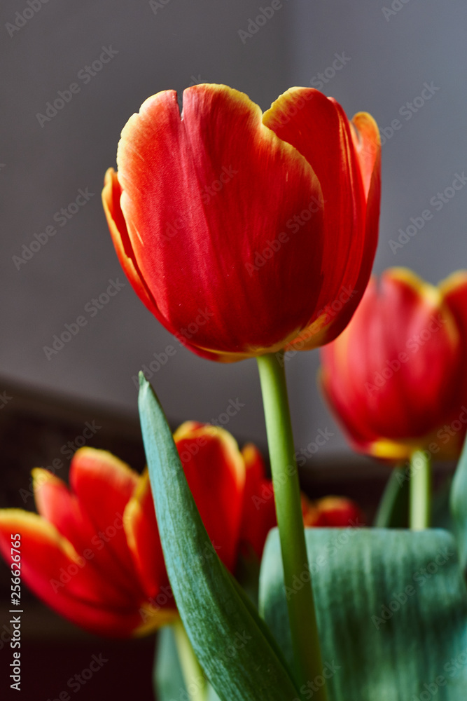 A red tulip bud. Macro.Russia, Moscow.Birthday gift. A red tulip bud. Macro.Russia, Moscow.Birthday gift.