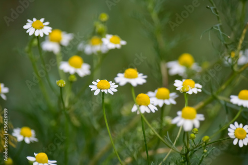 Wild flowers, La Pampa. Patagonia, Argentina