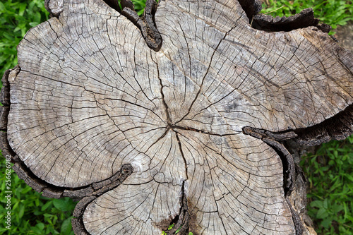 Pattern on the stump for the background.
