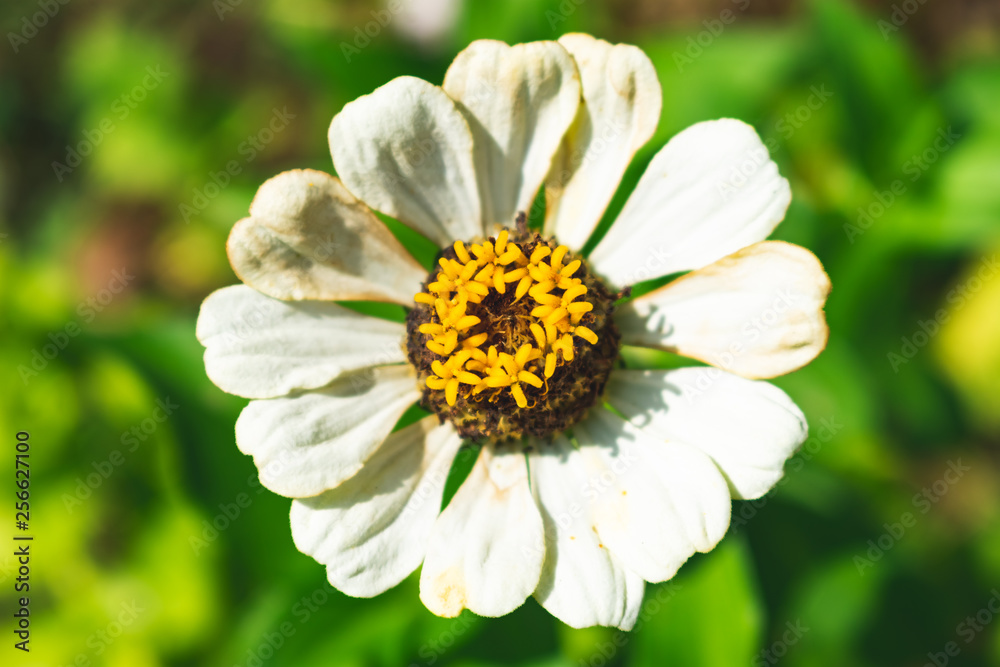Close-up, macro photo of white Common zinnia flower. Floral, spring concept Close-up, macro photo of white Common zinnia flower. Floral, spring concept