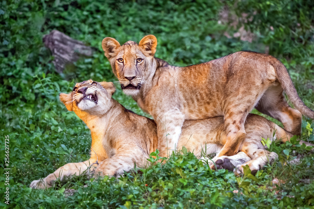 Naklejka premium Lion cub in the natural forest.