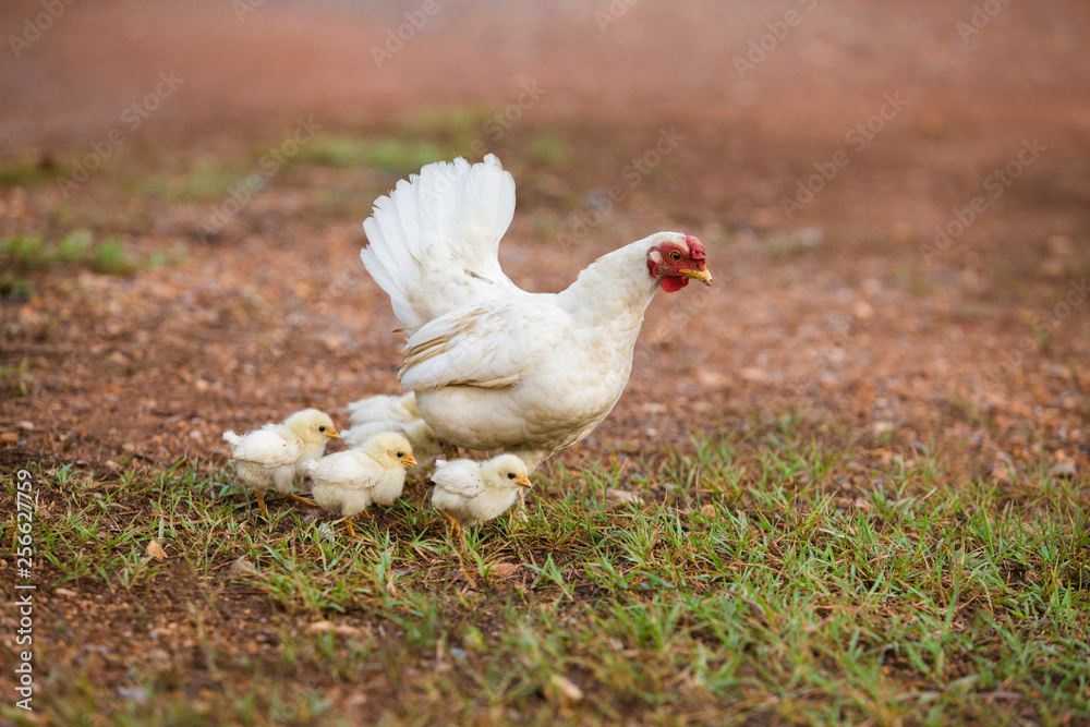 Hen and hers babies chicken running on grass field Hen and hers babies chicken running on grass field