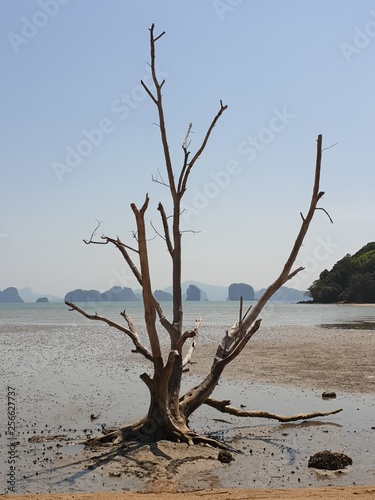 beach by tree low tide ebb and flow sea beautiful thailand koh yao noi
