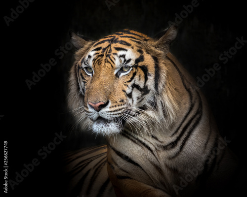 Indochina tiger face on a black background. © MrPreecha
