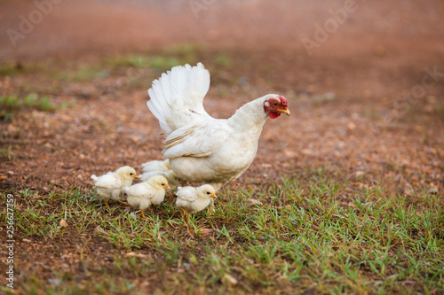 Hen and hers babies chicken running on grass field