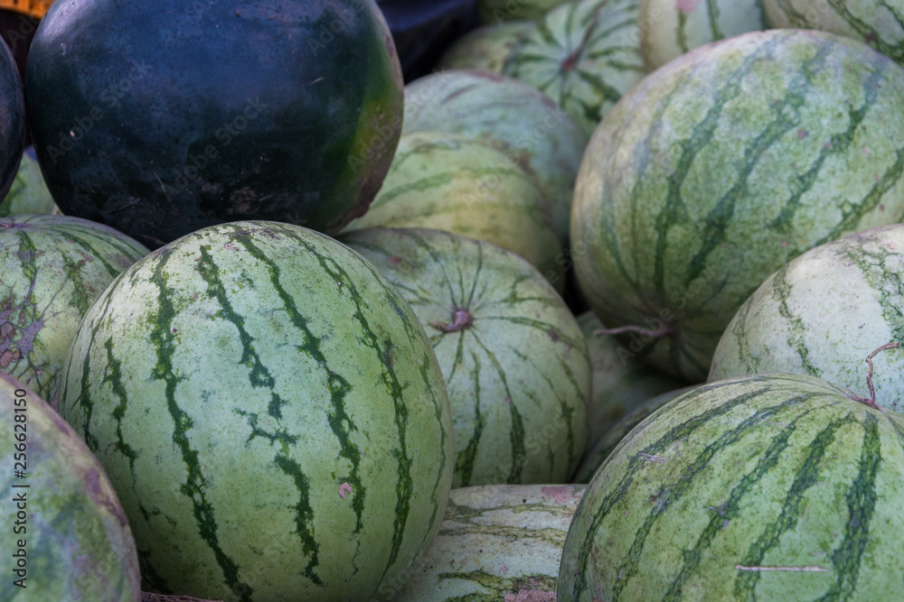 A bunch of ripe watermelons. Agricultural culture of Ukraine. Harvesting and selling.